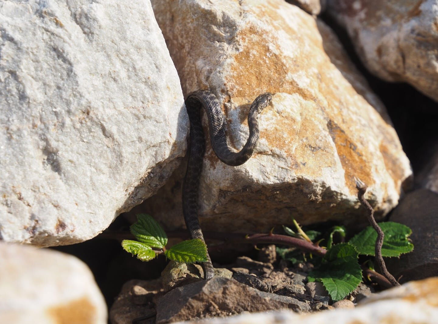 Eine kleine Schlange zwischen Steinen