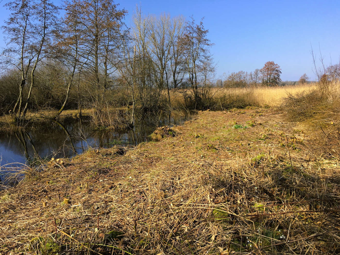 Kleines Gewässer mit Bäumen am Ufer