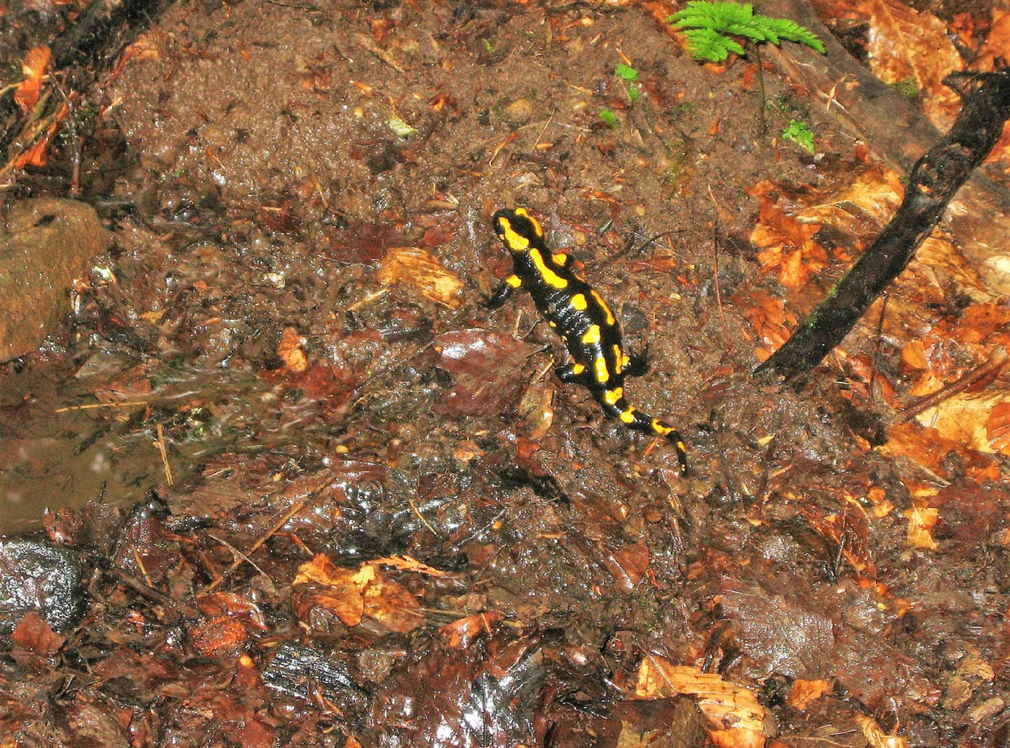 Eidechse auf dem Waldboden