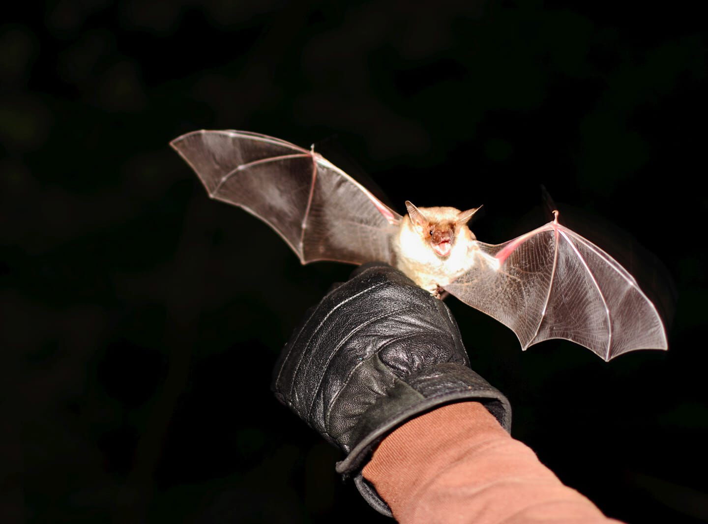 Fledermaus sitz auf einer Hand